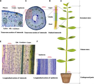 Water depth-dependent stem elongation of completely submerged Alternanthera philoxeroides is mediated by intra-internodal growth variations